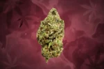 Pink Gatorade High-Quality Flower