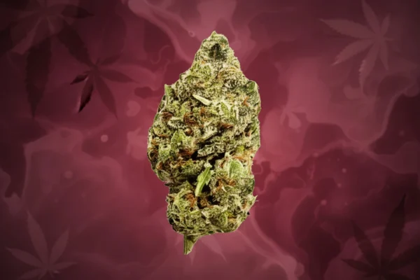Pink Gatorade High-Quality Flower